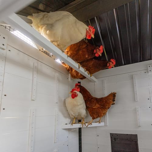 Backyard Discovery Sweetwater Cedar Wooden Chicken Coop for 4-6 Chickens with Run, Nesting Box, Automatic Door, Roosting Bars, Galvanized Steel Roof, Wire Mesh Protection, Ramp, Rooster and Hen House