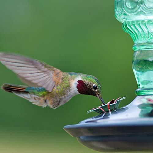 Perky-Pet Glass Bottle Hummingbird Feeder - Outdoor Garden Décor Humming Bird Feeder,8108-1SR - 10 Fl Oz Nectar Capacity - Durable Green Antique Design - Hang from Tree,Porch,Deck,Hook,(Pack of 6) - style: Green Bottle (Pack of 6)