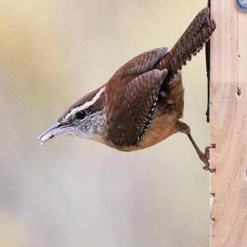 Nature's Way Bird Products CWF1 Tail-prop Suet Bird Feeder 12"H x 7.875"L x 3"W, Brown - style: Cedar Single Suet Feeder