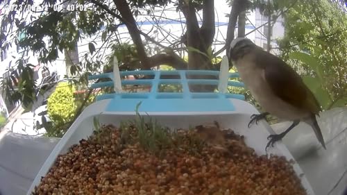 VicoHome Bird Feeder with Camera - AI Bird Recognition, Solar Powered Outdoor Birdhouse Cam with Night Vision, Motion Alerts, App Control, Cloud & SD Storage, IP65 Waterproof, 2K HD Live View, Wi-Fi