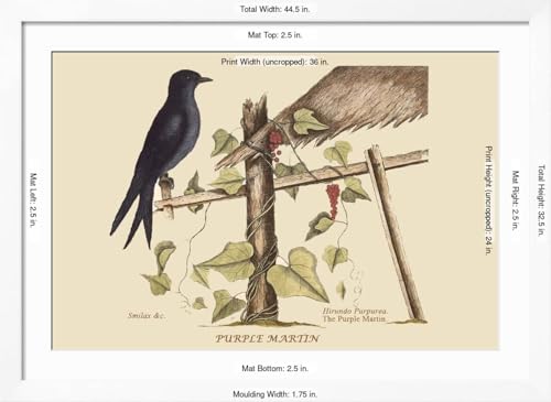 ART.COM Wall Art Print Purple Martin on White Frame by Mark Catesby, 44" x 32" - color: White Frame, size: 36"L x 24"W, style: Framed