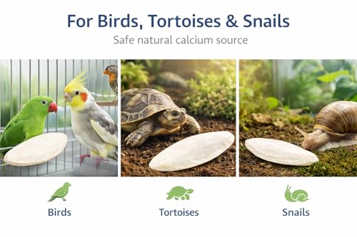 Birds LOVE 5.5 - 6″ Cuttlebones for Birds – 100% Natural Sun-Dried Calcium & Beak Conditioning Supplement for Parakeets, Budgies, Cockatiels, Finches & Canaries – 12 Pack with Holder – Made in Vietnam - size: 12 Count (Pack of 1)