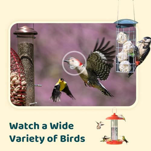 NETVUE by Birdfy Upgraded Smart Bird Feeder Camera, Solar Powered, Auto Bird Video Capture, Instant Notifications, AI Identify 6000+ Species