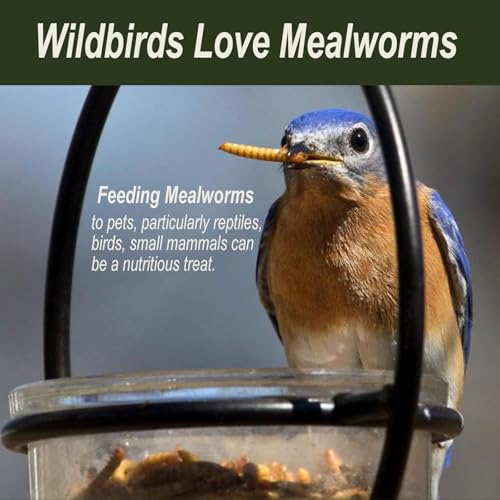 Adaman Dried Mealworms -5 LBS- 100% Natural High Protein Mealworms - Bulk Meal Worms for Blue Birds, Chickens, Ducks - Best Chicken Treats, Bird Food, Turtle Food - size: 5 Pound (Pack of 1)