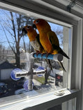 CleanPerch™ Window Bird Perch with Suction Cups. Grooming & Outside Viewing Perch for Parrots, Conures & Small Birds. Window-Mounted Bird Stand (White/Blue, 6") - color: Blue, size: 6"