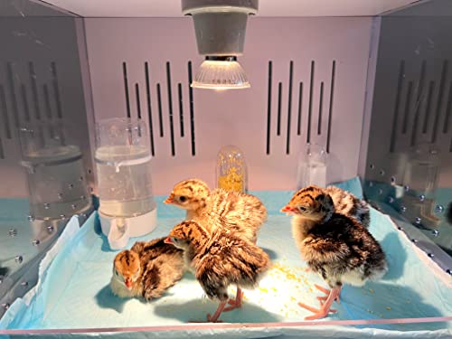 Chick Brooder Brooder Box for Chicks Incubator for Chicks Duckling/Parrot/Chicks Incubator with Heating,Warms up to 25 Chicks with Heating Lamp Set (24" x 16" x 16")