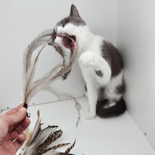 miwoowim 8PCS Natural Unstained Feather Refills for Cat Teaser Wand Toys | Handcrafted, non-toxic attachments with bells. Standard replacement fits most wands easily.interactive kitty teaser heads - color: 8 PCS Feather Refills