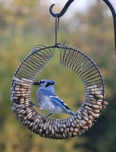 Whole Peanut Black Wreath Feeder for Squirrels and Blue Jays | 13 Inch Wreath; Whole Peanut Feeder; Attracts Jays; Hanging Design