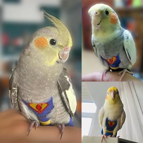 Parrot Flight Suit Diaper (Without Leash) - Reusable Bird Diaper for Budgies, Lovebirds, Cockatiels, and More - Fabric Bird Suit (Blue Superman-S) - size: Blue superman-S