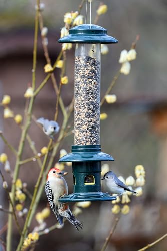 Squirrel Buster Evolution Truly Squirrel-Proof Bird Feeder, Double Cardinal Ring, 1.9-Pound Seed Capacity, Green