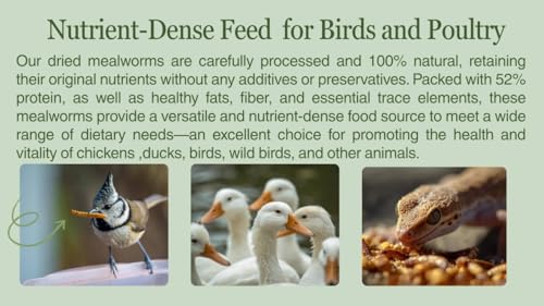 kimoe Non-GMO Bulk Dried Mealworms 10LB Bag for Chickens, Ducks & Wild Birds — 100% Natural High-Protein Feed to Boost Egg Production, Feather Health & Immunity - size: 10 Pound (Pack of 1)