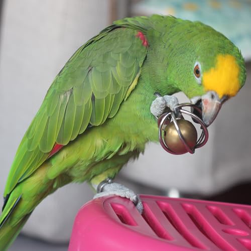 Heavy-Duty Stainless Steel Large Parrot Toy — Chew-Proof Foraging Ball (with Bell), Suitable for Macaws, Eclectus Parrots, Amazon Parrots, etc. (Mini) - size: Mini