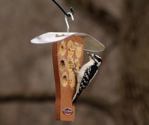 Peanut Butter Feeder with Clear Roof (Chocolate) | Clear Roof