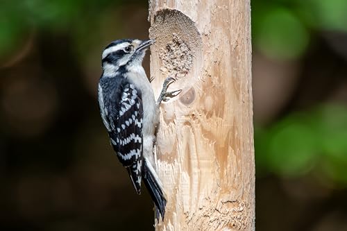 Large Cedar Suet Log Feeder | For Woodpeckers and Chickadees
