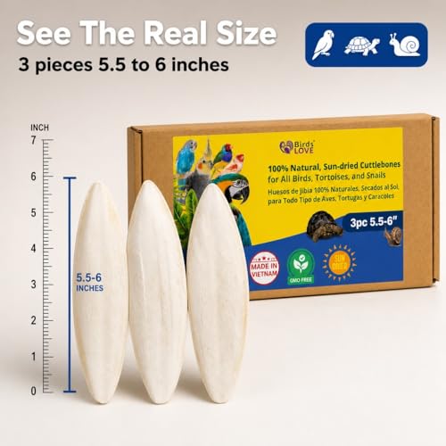 Birds LOVE 5.5-6″ Cuttlebone for Birds – 100% Natural Sun-Dried Calcium & Beak Conditioning Supplement for Parakeets, Budgies, Cockatiels, Finches & Canaries – 3 Pack with Holder – Made in Vietnam - size: 3 Count (Pack of 1)