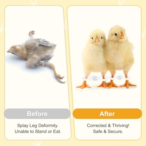 M METERXITY 100-Pack Adjustable Chick Leg Bands, 0.79" x 0.2" Silicone Chicken Leg Brace for Chicks/Ducks/Birds [White] Poultry Leg Bands - color: White