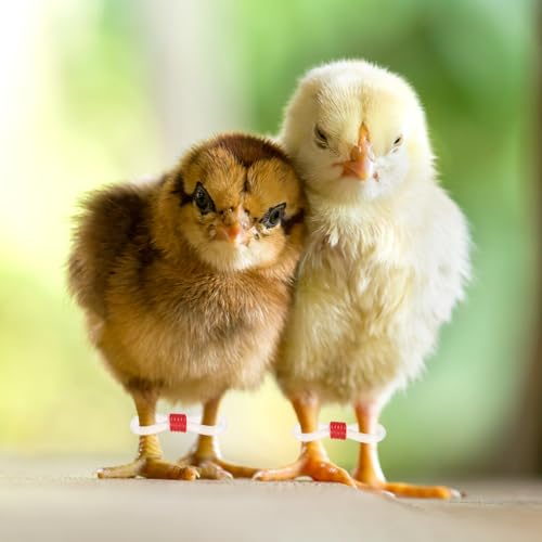 M METERXITY 100-Pack Adjustable Chick Leg Bands, 0.79" x 0.2" Silicone Chicken Leg Brace for Chicks/Ducks/Birds [Red] Poultry Leg Bands - color: Red
