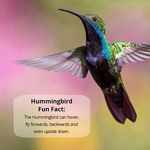 Nectar Defender Hummingbird Nectar Extender, Bird-Safe, Natural, 2-Pack | Bird-safe, Keeps nectar fresh, Reduces spoilage, Extends nectar up to 2 weeks, Dye-free, Protects 16 quarts, Made in USA