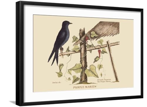 ART.COM Wall Art Print Purple Martin on Black Frame by Mark Catesby, 29" x 21" - color: Black Frame, size: 24"L x 16"W, style: Framed