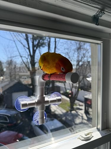 CleanPerch™ Window Bird Perch with Suction Cups. Grooming & Outside Viewing Perch for Parrots, Conures & Small Birds. Window-Mounted Bird Stand (White/Pink, 6") - color: Pink, size: 6"
