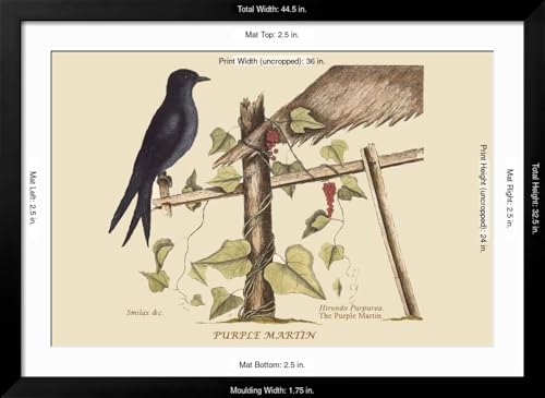 ART.COM Wall Art Print Purple Martin on Black Frame by Mark Catesby, 44" x 32" - color: Black Frame, size: 36"L x 24"W, style: Framed