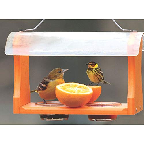Birds Choice Oriole Bird Feeder | Hanging Bird Feeder for Jelly & Orange Halves | Includes Cup & Fruit Pegs | Recycled Plastic | Sturdy for Garden, Backyard, & Outdoor | 2 Cup Capacity, Orange | Includes Jelly Cup and Fruit Pegs, Recycled Plastic in Orang