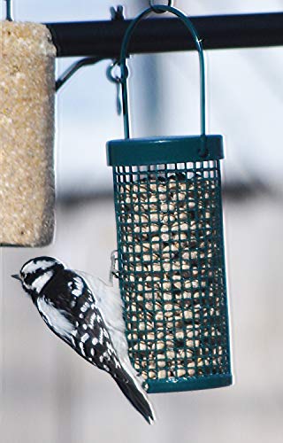 C&S Wild Bird Peanut Suet Nuggets Mega Box, 8 Pounds (Pack of 2) - size: 8 Pound (Pack of 2)