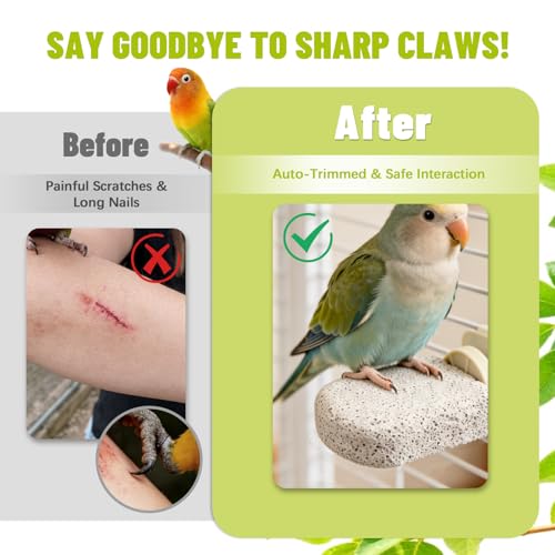4 Pcs Lava Ledge Bird Perch Platform Set for Cages | Fits Small/Medium Parrots (Budgies, Conures) | Volcanic Calcium Stone for Beak Grinding & Claw Trimming | Tool-Free Mount