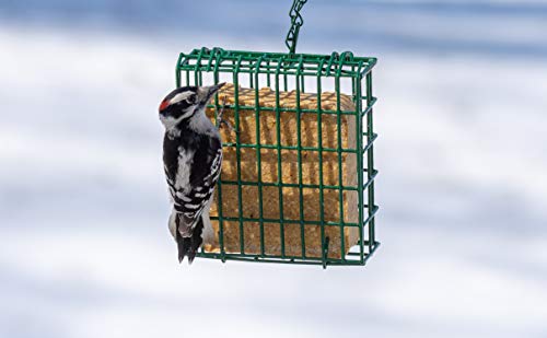 C&S Woodpecker Delight No Melt Suet Dough 11.75 Ounces, 12 Pack - style: Woodpecker 12-Pack