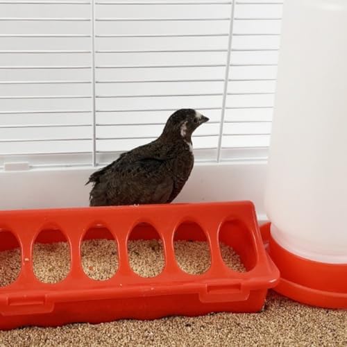 Small Poultry Feeder Porous Anti Grab Anti Spill Design for Chicken and Quail Coops, Backyards and Farm Use, 12 Holes - color: 12 holes