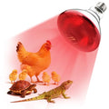 250W Heat Lamp Bulbs 1 Pack Infrared Heat Lamp for Chickens with E26 Socket and 5000 Hours Lifespan Heat Light Bulb for Pets Chicks Reptile Food Service Brooder Coop(2 Pack) - size: 2 Pack