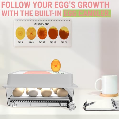 OBI-36 Egg Incubator for Hatching - 36 Eggs - Stable Temperature & Humidity Control with Eggloo Insulation, Candler - Ideal for Families and Farms - Suitable for Chicken, Duck, Quail Eggs - color: Orange