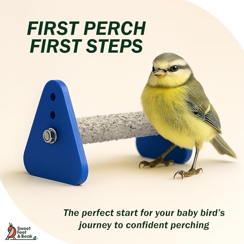 Sweet Feet and Beak Baby Weaning Stand, X-Small Training Bird Perch | 3 Adjustable Heights, Training & Play Stand, Easy to Clean, Handmade in USA, For Baby Finches, Canaries & Small Budgies - size: Extra-Small
