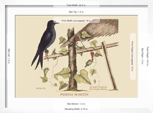 ART.COM Wall Art Print Purple Martin on White Frame by Mark Catesby, 22" x 16" - color: White Frame, size: 18"L x 12"W, style: Framed