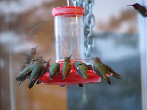 Rocky Mountain Goods Hummingbird Feeder – 16 oz Bright Red Plastic – Wide Mouth for Easy Filling and Cleaning – Includes S-Hook – Multiple Feeding Ports for More Hummingbirds