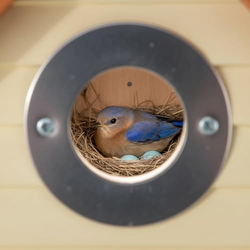 3pk Bluebird Bird Houses for Outside Clearance - Bird House for Wall Mounting - Tree Swallow Nest Box with Stainless Steel Predator Guard - Cedar Shingles Roof UV Painting - 10 Years Outdoor