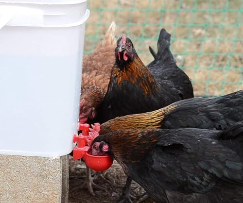 RentACoop DIY Waterer Kit - Auto-Fill Cups with Inserts - 4 Pack