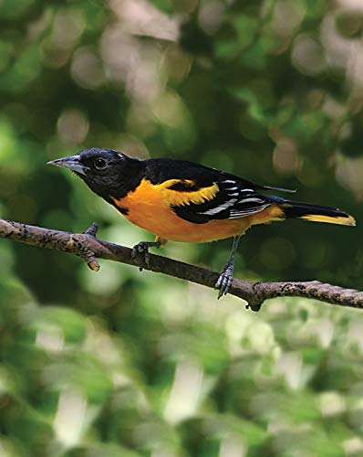 First Nature 32-Ounce Oriole Feeder - Larger Feeding Ports | Designed For Orioles - Larger Feeding Ports - 32-Ounce Capacity