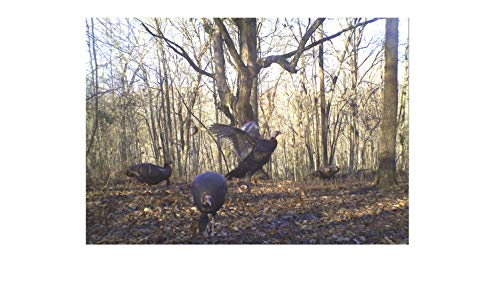 Wild Turkey Scratch Feed Supplement - All Natural Vitamin Fortified w/Oyster Shell Calcium - Game Bird Attractant (18 Pounds) - size: 18 Pound (Pack of 1)