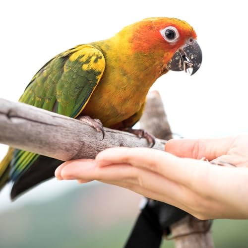 Wild Harvest Universal Blend for Medium and Large Birds 10 Pounds; Fortified Nutrition,(Pack of 3) - size: 10 Pound (Pack of 3), style: Medium & Large Birds