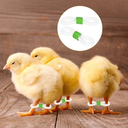 M METERXITY 100-Pack Adjustable Chick Leg Bands, 0.79" x 0.2" Silicone Chicken Leg Brace for Chicks/Ducks/Birds [Green] Poultry Leg Bands - color: Green