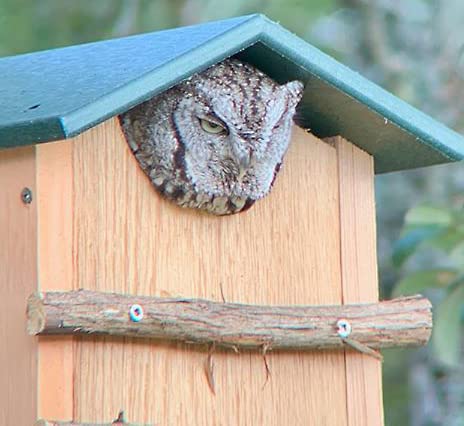 Screech Owl House Cedar Nesting Box with Poly Lumber Roof, Saw-Whet Owl Box for Outside, Drainage Ventilation, Easy Cleanout, Made in USA, Green - color: Green
