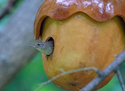 Handmade Acorn Gourd Birdhouse – Natural Hanging Bird House for Wrens and Small Birds, Outdoor Garden Décor