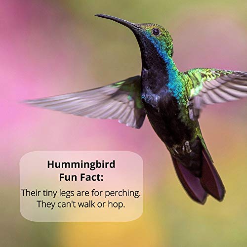 Naturally Fresh Hummingbird Nectar Powder with Nectar Defender | Bird-safe, Dye-free, Just add water, No artificial preservatives, Makes 96 oz, Nectar lasts up to 2 weeks, Made in USA