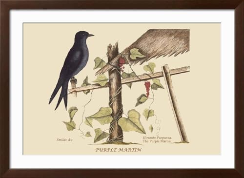 ART.COM Wall Art Print Purple Martin on Brown Frame by Mark Catesby, 44" x 32" - color: Brown Frame, size: 36"L x 24"W, style: Framed