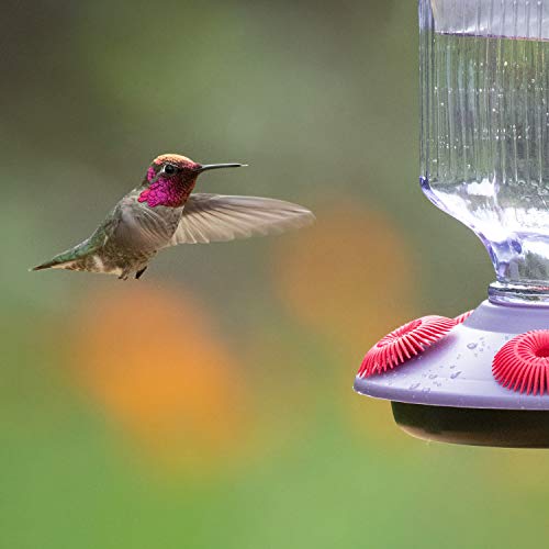 Perky-Pet 9101-2 Lavender Field Top-Fill Glass Hummingbird Feeder Purple 16 oz Capacity - color: Purple