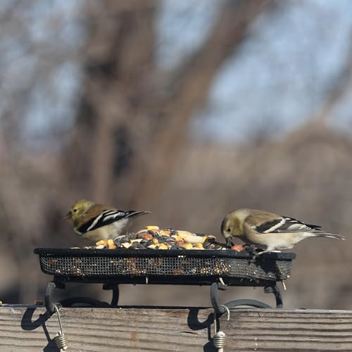 Ground and Deck Tray Feeder for Birds and Squirrels | Black Steel Mesh Tray Feeder - Holds 2 Cups of Seed, Nuts, or Mealworms for Ground Birds, Squirrels, Chipmunks, and Rabbits
