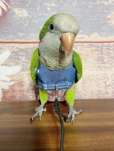 Bird Flight Harness Vest, Parrot Suit with Leash for Cockatiels Conures Budgies Lovebirds African Grey, Flying Clothes Rope and Handle Outdoor Activities Training (XX-Large)