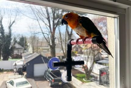 CleanPerch™ Window Bird Perch with Suction Cups. Grooming & Outside Viewing Perch for Parrots, Conures & Small Birds. Window-Mounted Bird Stand (Black/Pink, 6") - color: Black/Pink, size: 6"