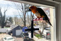 CleanPerch™ Window Bird Perch with Suction Cups. Grooming & Outside Viewing Perch for Parrots, Conures & Small Birds. Window-Mounted Bird Stand (Black/Pink, 6") - color: Black/Pink, size: 6"